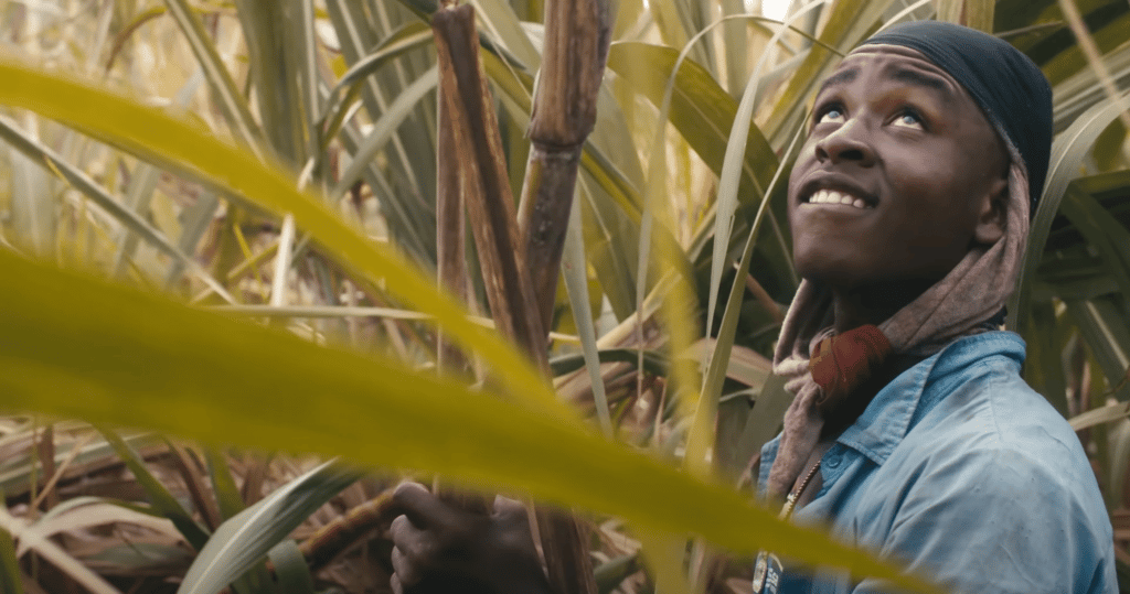 Plan d'un documentaire dans un champ de bambou à Haïti