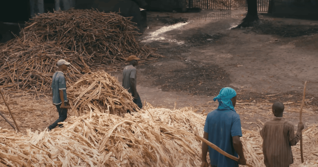 Capture d'une vidéo avec la découpe du bambou et tas pour la récolte et des agriculteurs